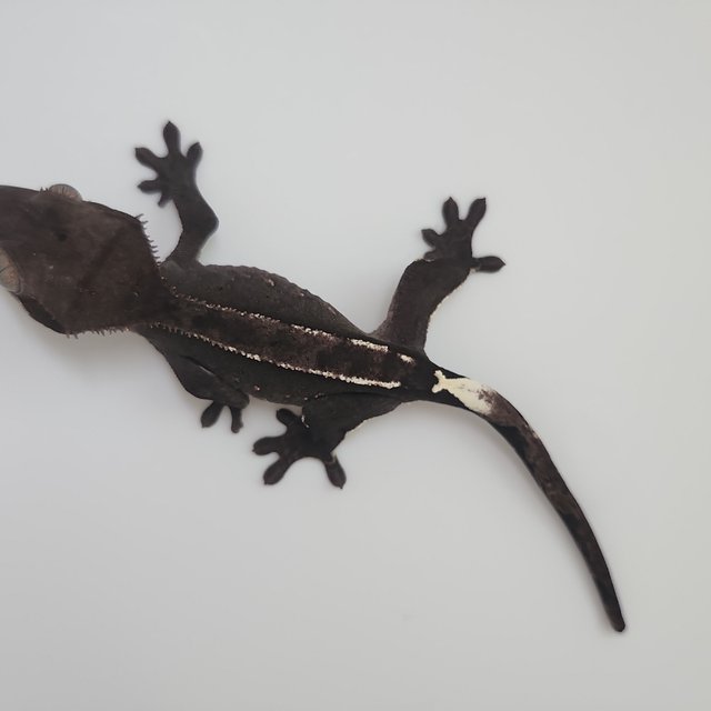 아잔틱 핀스트라이프