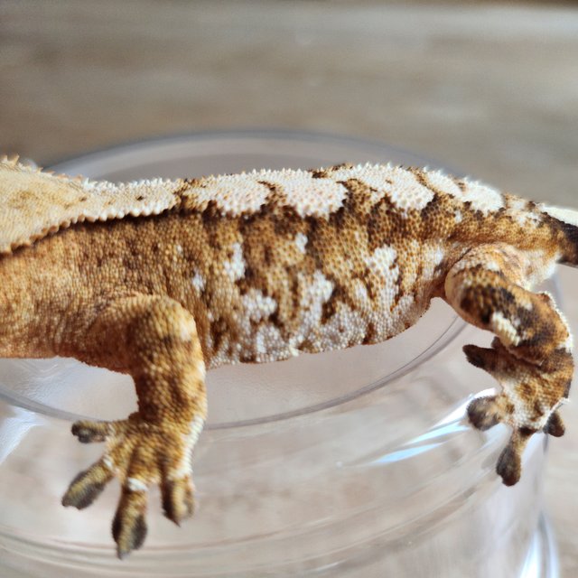 화이트스팟 옐로우