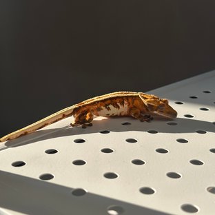 트라이 익스트림할리퀸 노멀