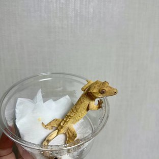 옐로우 팬텀 크림