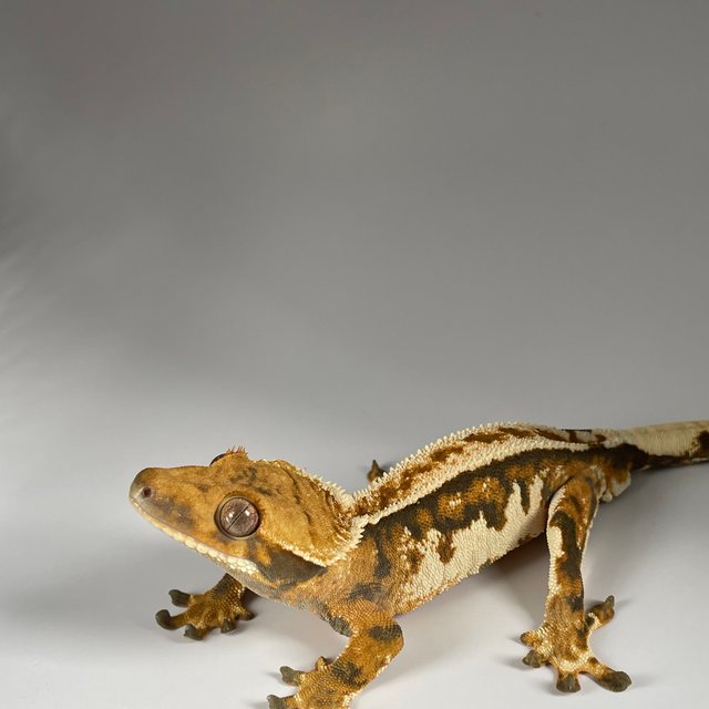 트라이 익스트림할리퀸 노멀