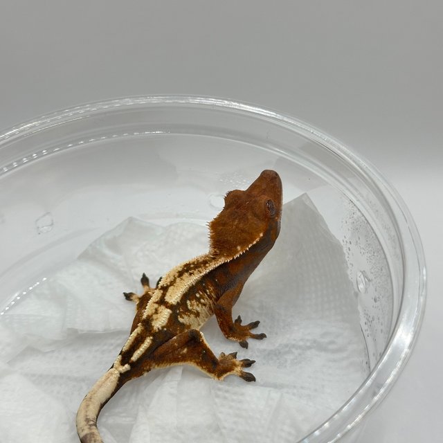 화이트스팟 텐저린 세이블