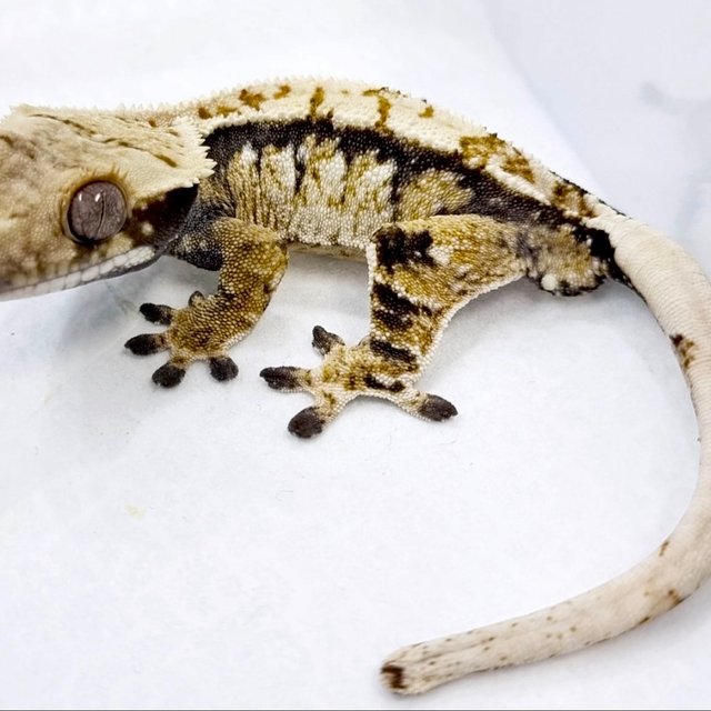 드리피 화이트포트홀 트라이 익스트림할리퀸