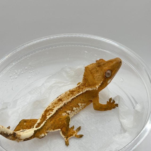 화이트핀 크림시클 크림 옐로우