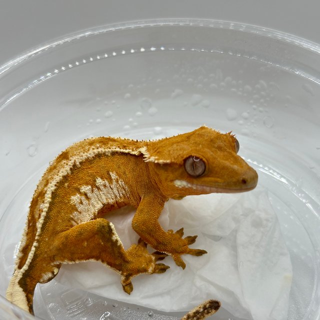 화이트핀 크림시클 크림 옐로우