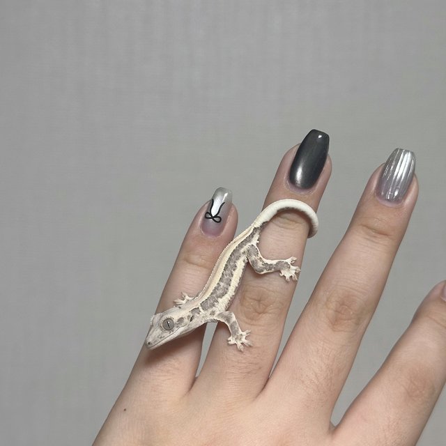 솔리드백 화이트핀 릴리화이트