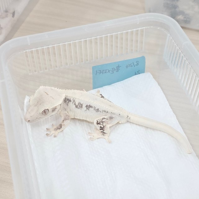 화이트 솔리드백 화이트핀 릴리화이트