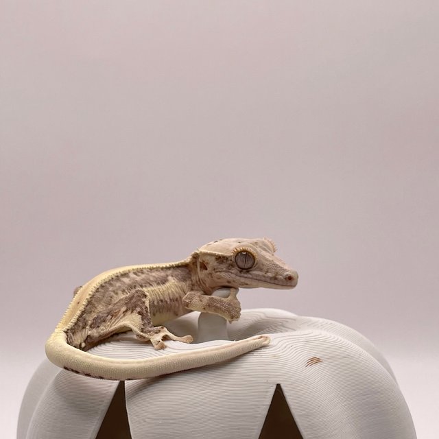 솔리드백 화이트핀 릴리화이트