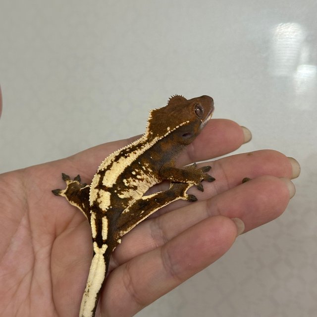 화이트스팟 텐저린 세이블