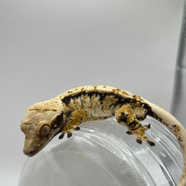 드리피 화이트포트홀 트라이 익스트림할리퀸