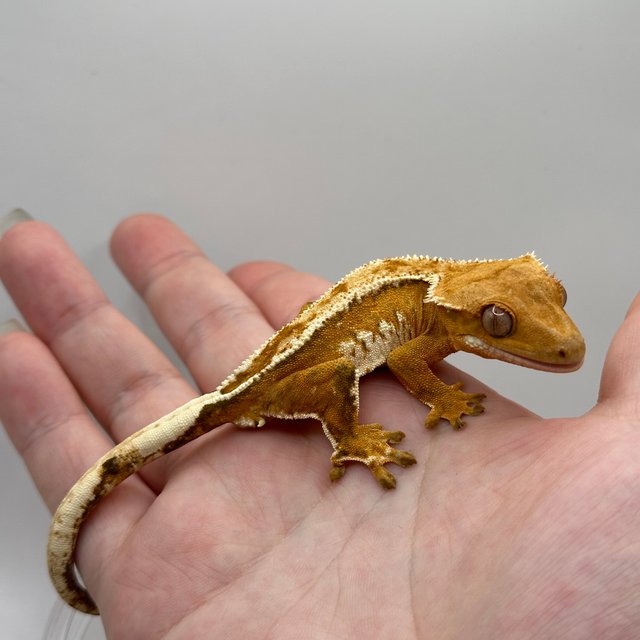 화이트핀 크림시클 크림 옐로우