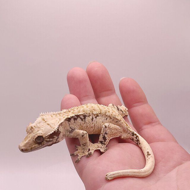 드리피 화이트스팟 익스트림할리퀸 노멀