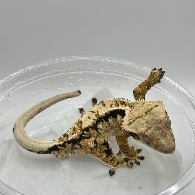 드리피 화이트포트홀 트라이 익스트림할리퀸