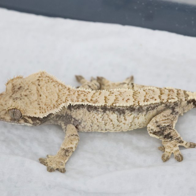 드리피 화이트스팟 익스트림할리퀸 노멀