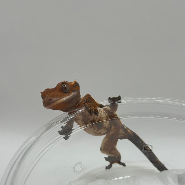 화이트스팟 텐저린 세이블