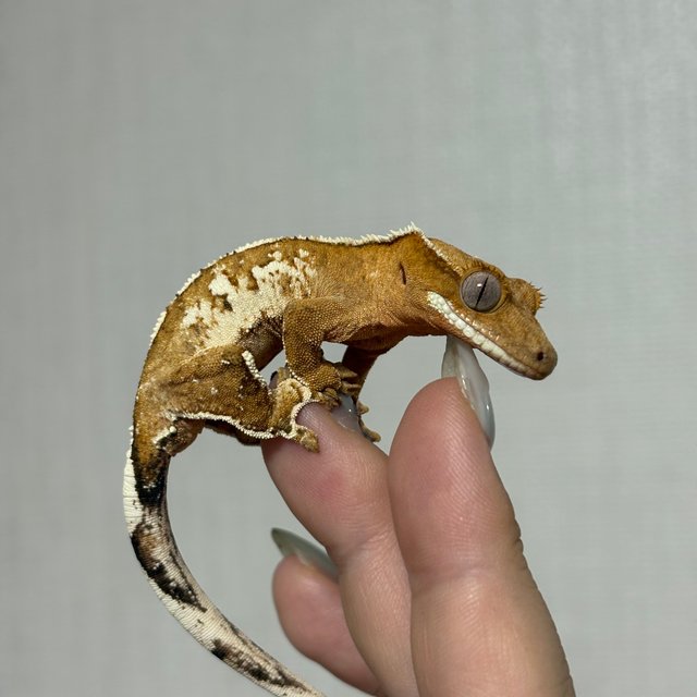 화이트핀 옐로우 크림시클