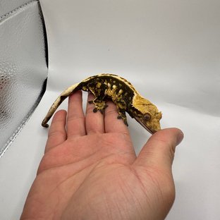 브레다