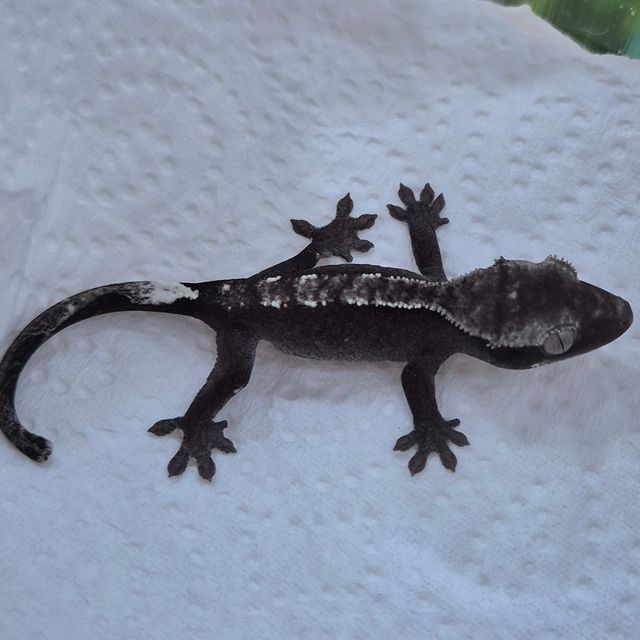 아잔틱