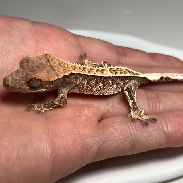 카푸치노 풀핀 화이트