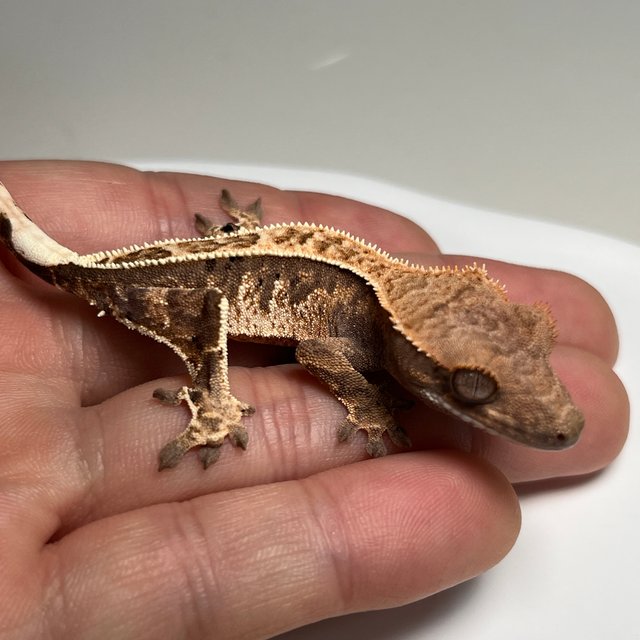 카푸치노 풀핀 화이트