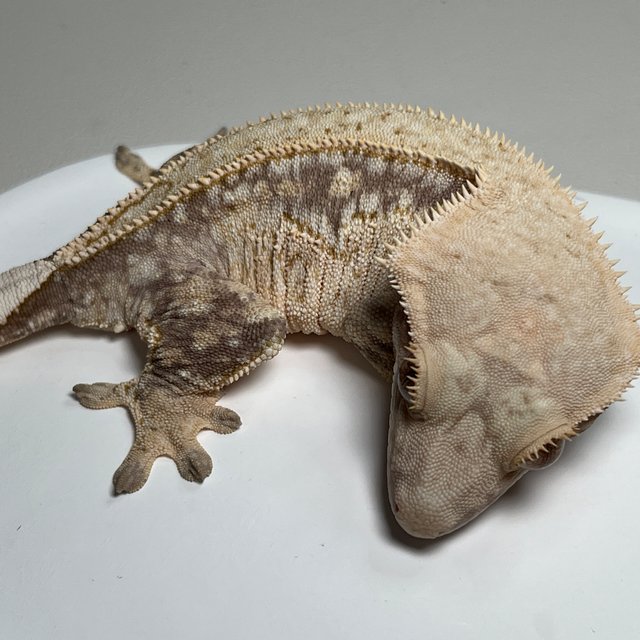 노멀 풀핀 드리피 쿼드