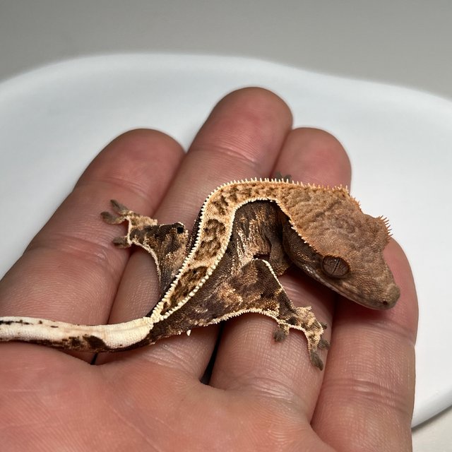 카푸치노 풀핀 화이트