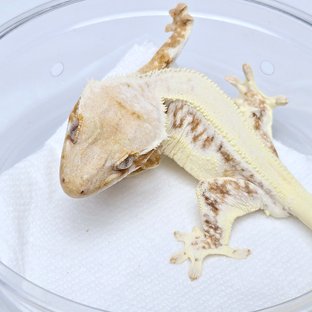 Lilly 100% Het Axanthic