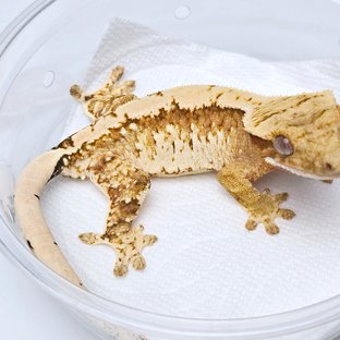 100% Het Axanthic