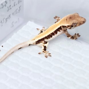 세이블 릴리100%헷아잔틱