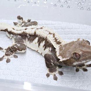 아잔틱