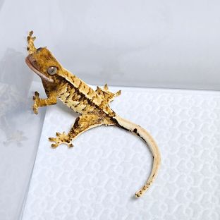 트라이