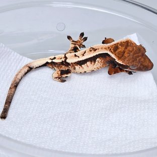 Sable 100% Het Axanthic