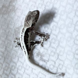 릴잔틱