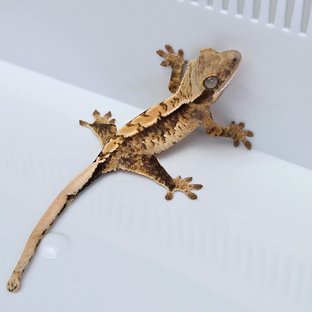 100% Het Axanthic