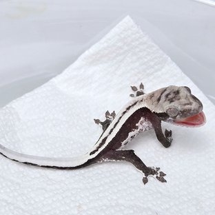 슈퍼스트라이프 아잔틱