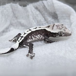아잔틱