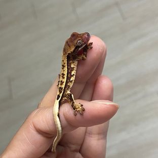 트라이