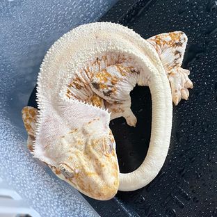 코끼리