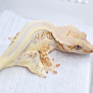 띠띠x쌈바2-2