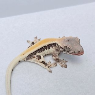 세이블 릴리100%헷아잔틱