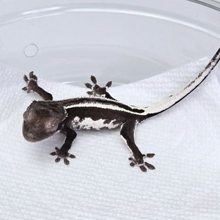 슈퍼스트라이프 아잔틱