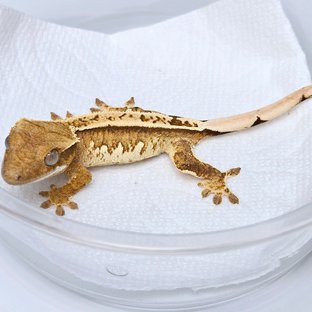뽀니