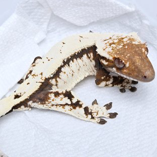 Sable 100% Het Axanthic