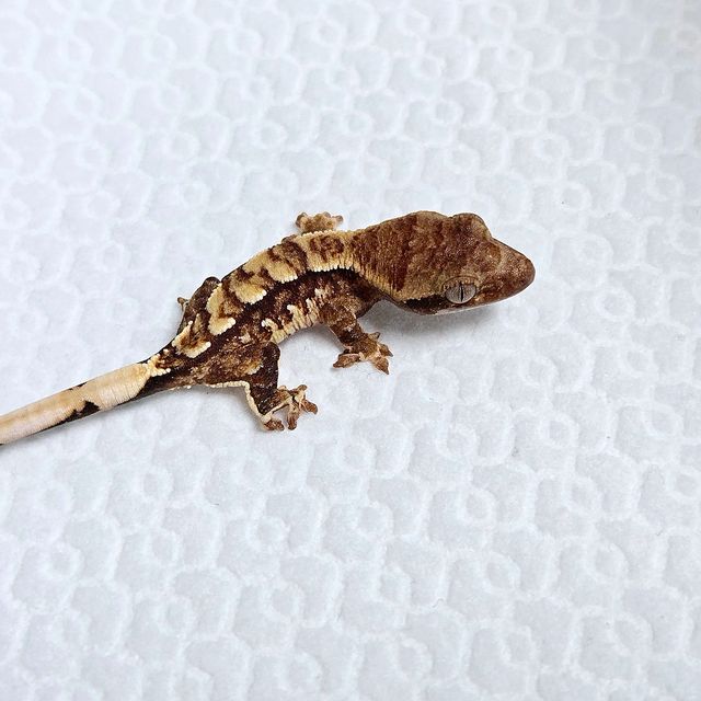 트라이
