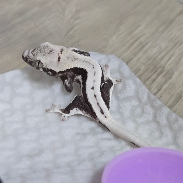 릴잔틱