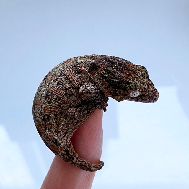 누아나