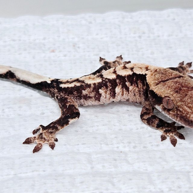 100% Het Axanthic