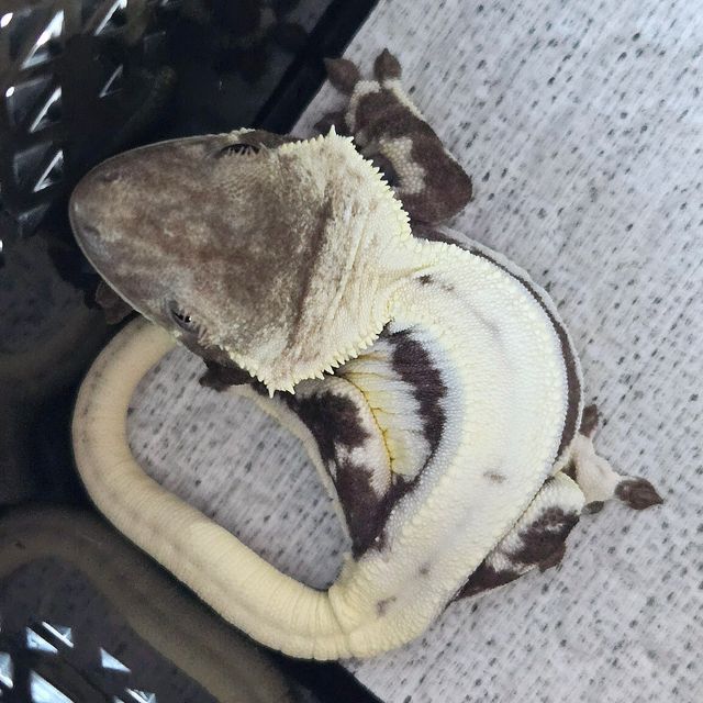 릴잔틱