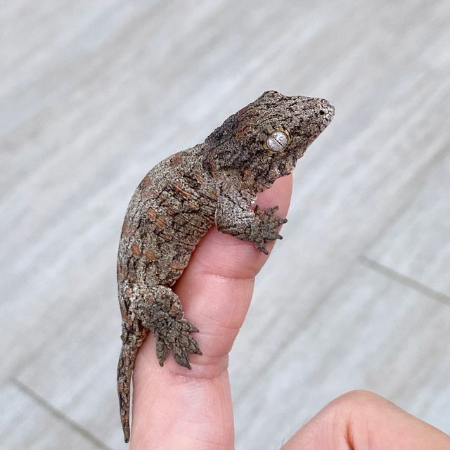 누아나
