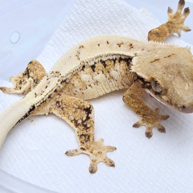 100% Het Axanthic